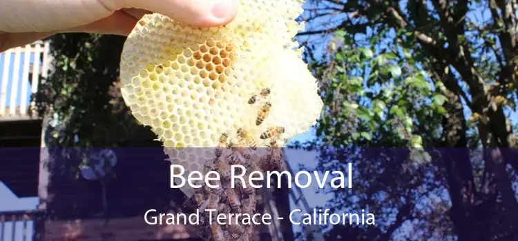 Bee Removal Grand Terrace - California