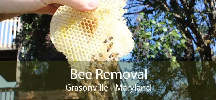 Bee Removal Grasonville - Maryland