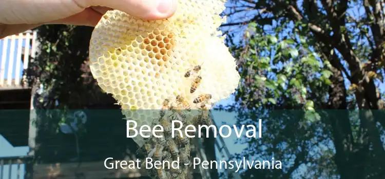 Bee Removal Great Bend - Pennsylvania