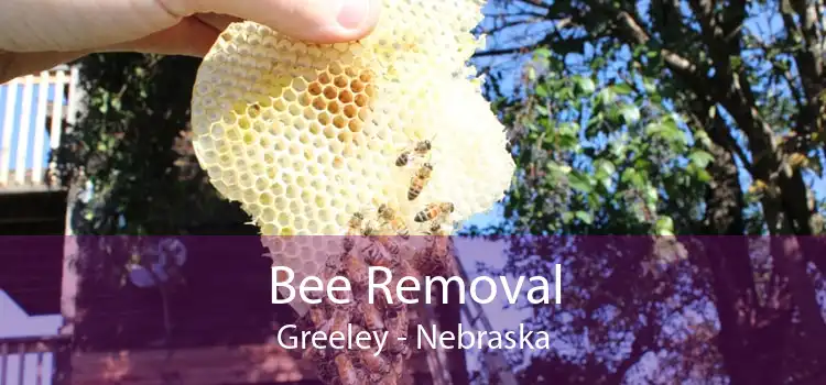 Bee Removal Greeley - Nebraska