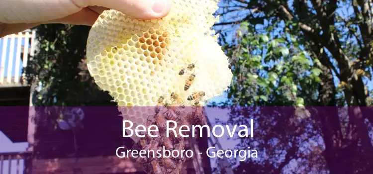 Bee Removal Greensboro - Georgia