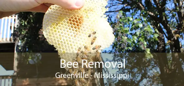 Bee Removal Greenville - Mississippi