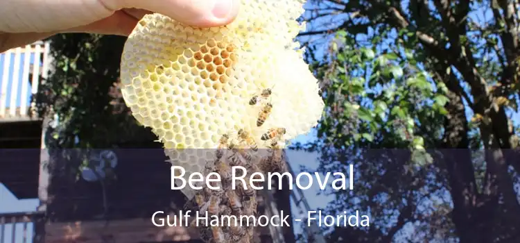 Bee Removal Gulf Hammock - Florida