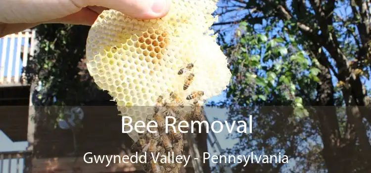 Bee Removal Gwynedd Valley - Pennsylvania