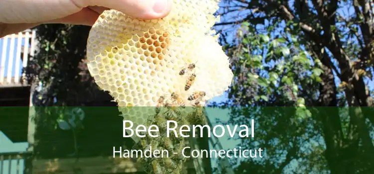 Bee Removal Hamden - Connecticut