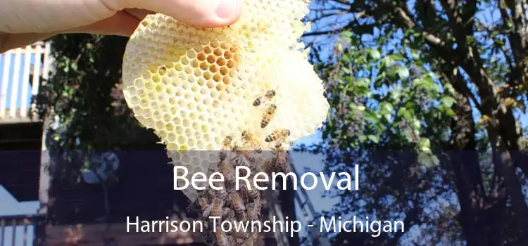 Bee Removal Harrison Township - Michigan