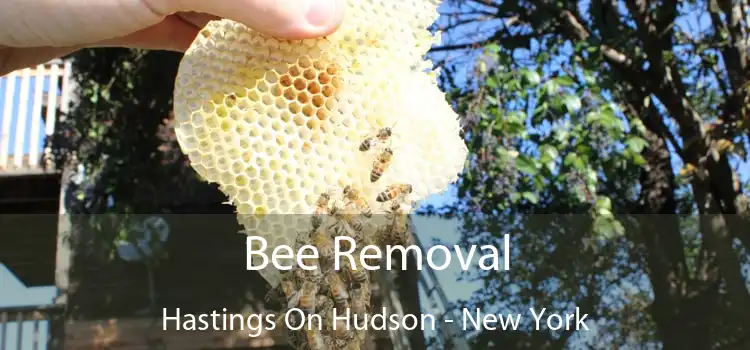 Bee Removal Hastings On Hudson - New York