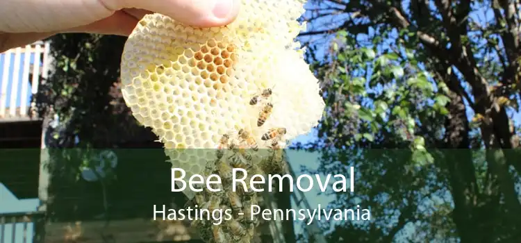Bee Removal Hastings - Pennsylvania
