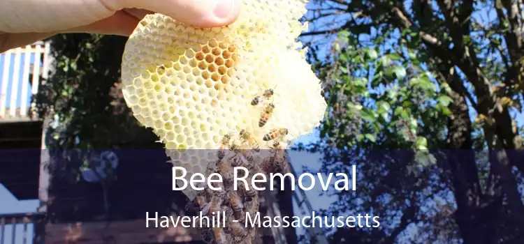 Bee Removal Haverhill - Massachusetts