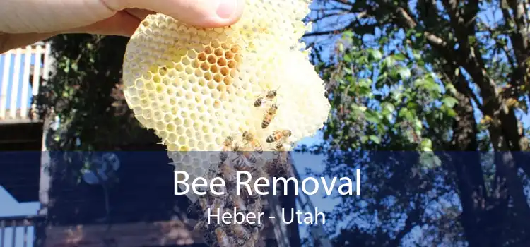 Bee Removal Heber - Utah