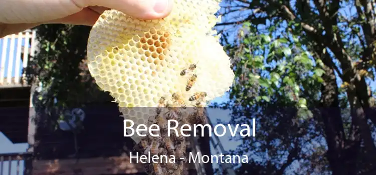 Bee Removal Helena - Montana
