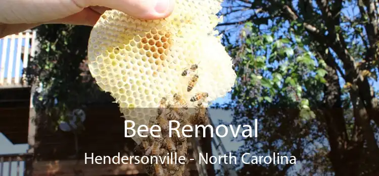 Bee Removal Hendersonville - North Carolina