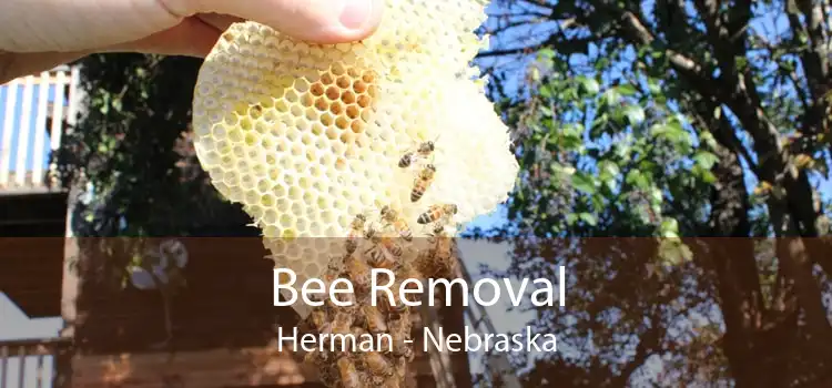 Bee Removal Herman - Nebraska