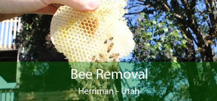 Bee Removal Herriman - Utah