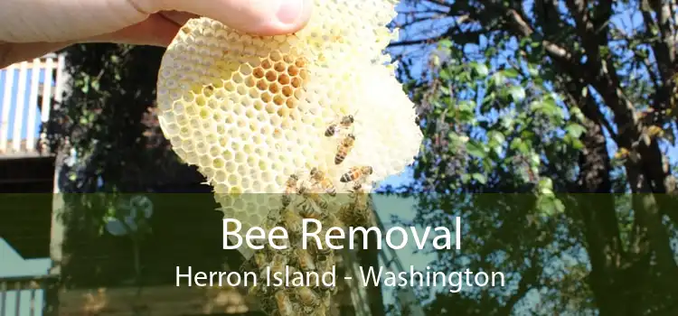 Bee Removal Herron Island - Washington