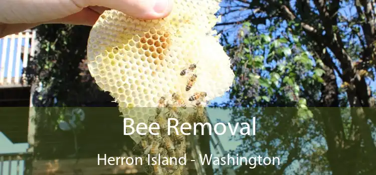 Bee Removal Herron Island - Washington