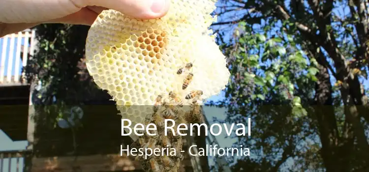 Bee Removal Hesperia - California