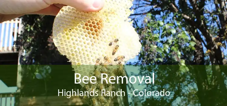 Bee Removal Highlands Ranch - Colorado
