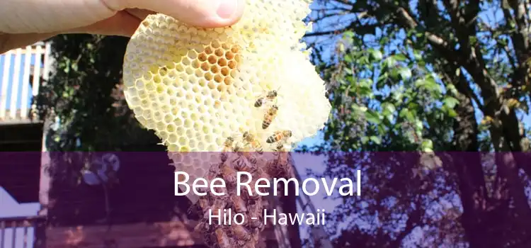 Bee Removal Hilo - Hawaii