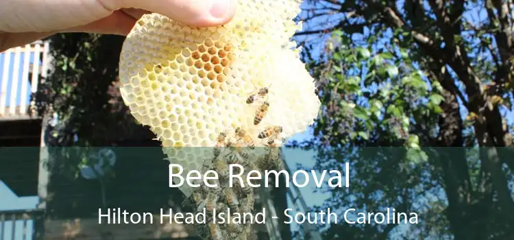 Bee Removal Hilton Head Island - South Carolina