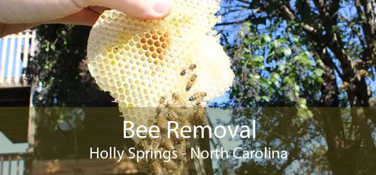 Bee Removal Holly Springs - North Carolina