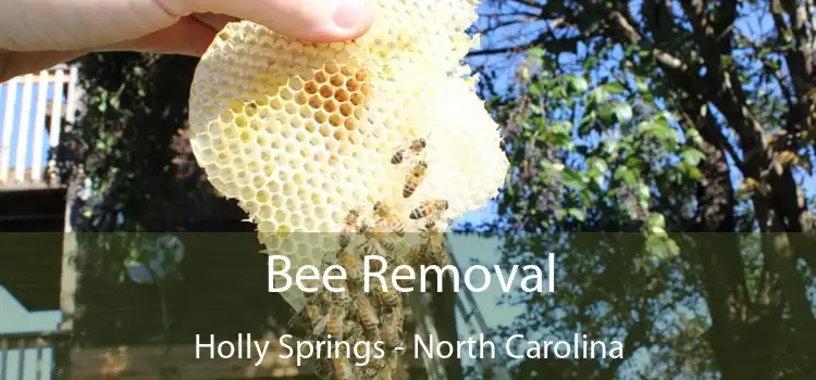 Bee Removal Holly Springs - North Carolina