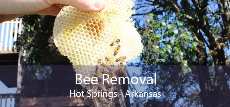 Bee Removal Hot Springs - Arkansas