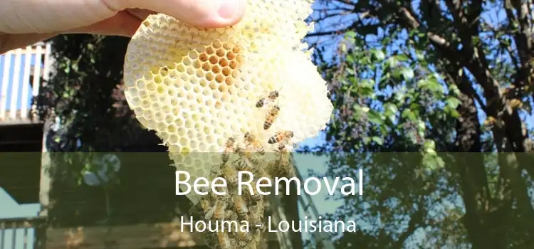 Bee Removal Houma - Louisiana