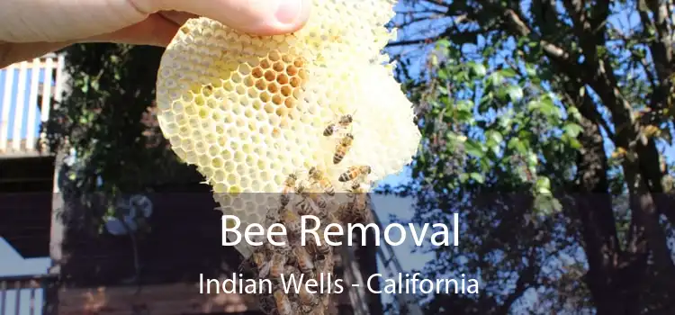 Bee Removal Indian Wells - California