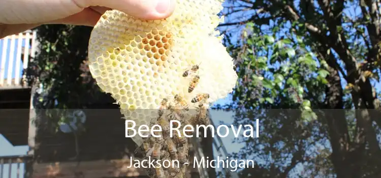 Bee Removal Jackson - Michigan