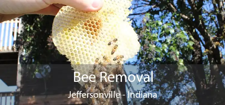 Bee Removal Jeffersonville - Indiana