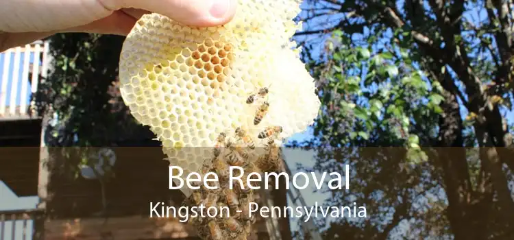 Bee Removal Kingston - Pennsylvania