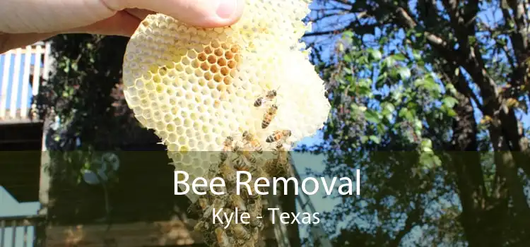 Bee Removal Kyle - Texas