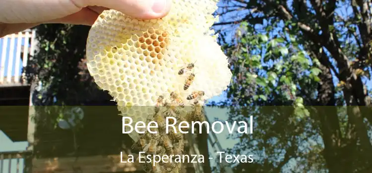 Bee Removal La Esperanza - Texas