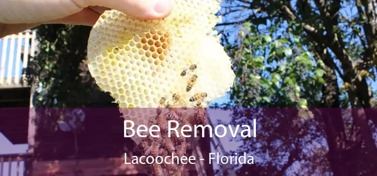 Bee Removal Lacoochee - Florida