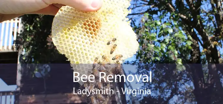 Bee Removal Ladysmith - Virginia