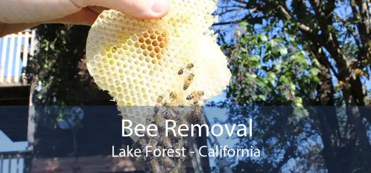 Bee Removal Lake Forest - California