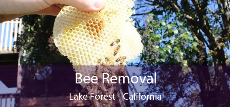 Bee Removal Lake Forest - California