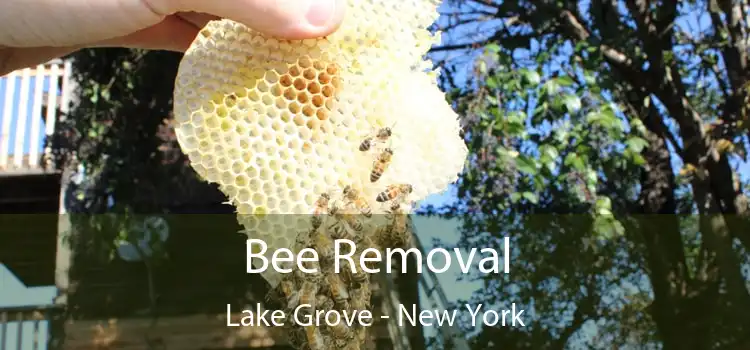 Bee Removal Lake Grove - New York