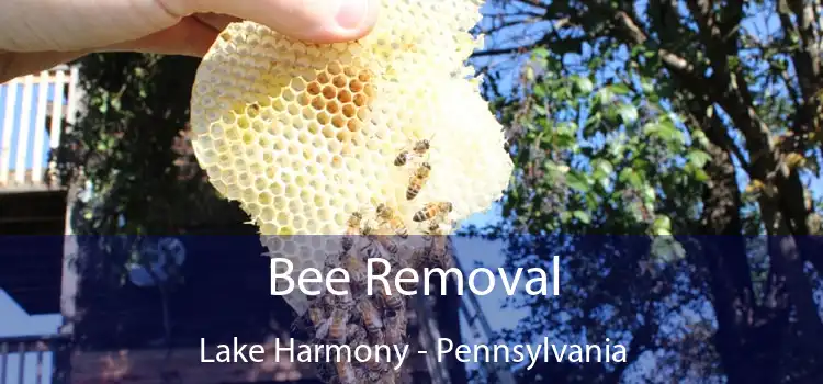 Bee Removal Lake Harmony - Pennsylvania