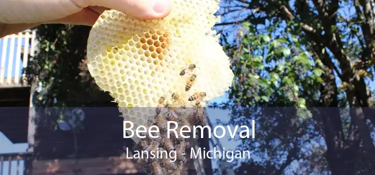 Bee Removal Lansing - Michigan