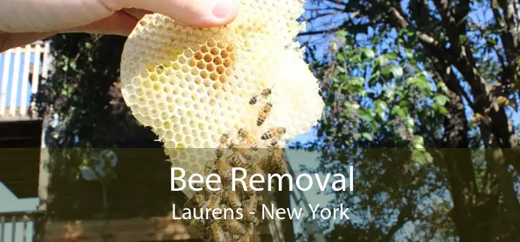 Bee Removal Laurens - New York