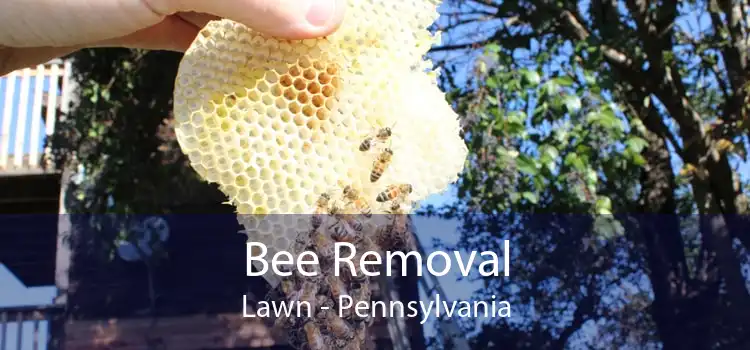 Bee Removal Lawn - Pennsylvania