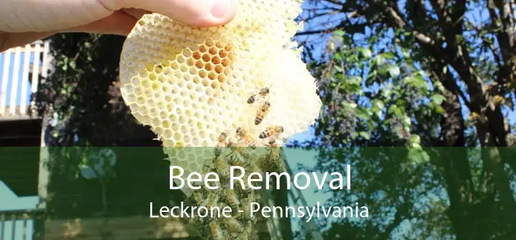 Bee Removal Leckrone - Pennsylvania