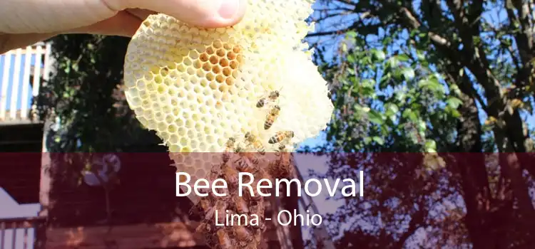 Bee Removal Lima - Ohio