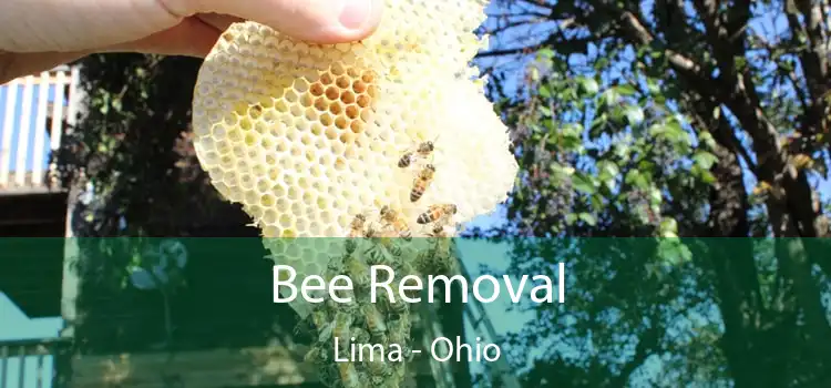 Bee Removal Lima - Ohio