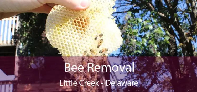 Bee Removal Little Creek - Delaware