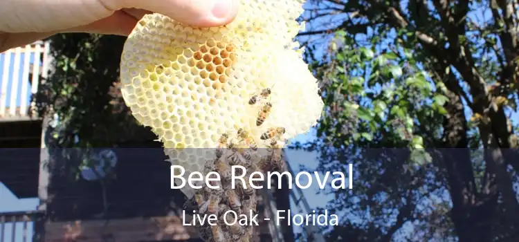 Bee Removal Live Oak - Florida