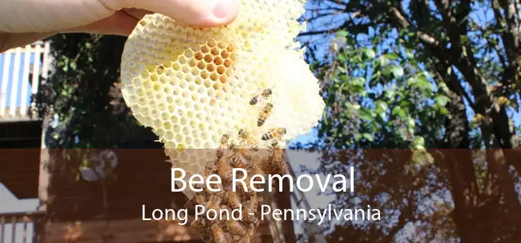 Bee Removal Long Pond - Pennsylvania
