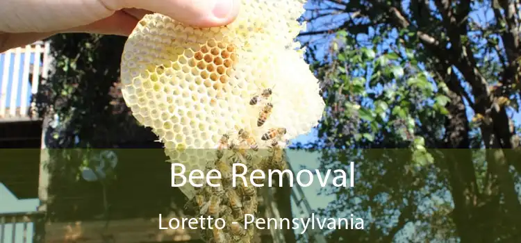 Bee Removal Loretto - Pennsylvania
